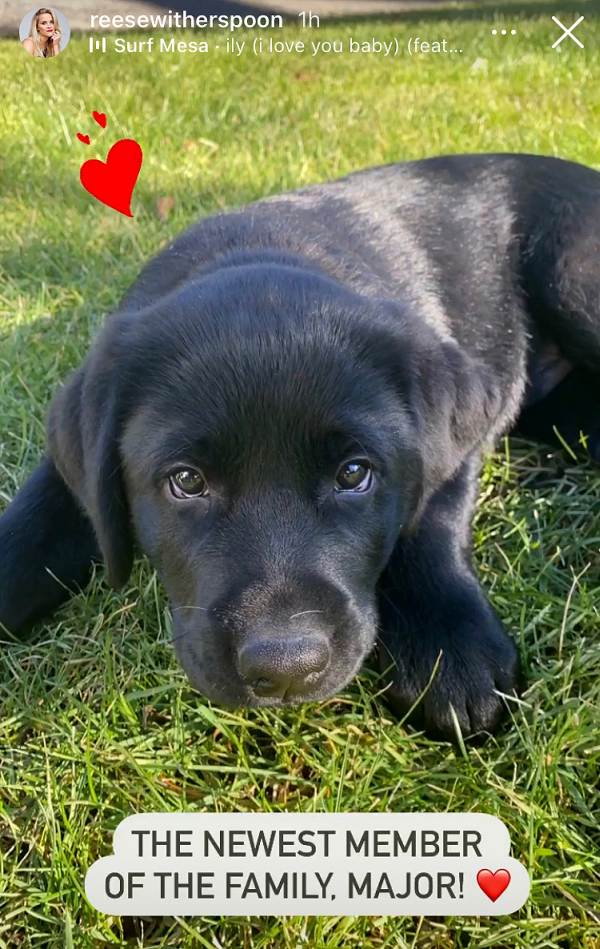 Meet The New Celebrity Pets Of 2021